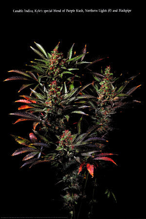 Indica Poster