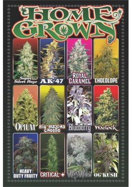 Home Grown Strain Poster